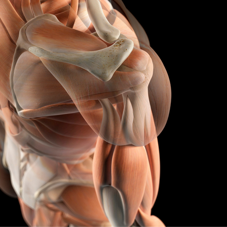 Excess leucine intake enhances muscle anabolic signaling but not net protein anabolism in young men and women