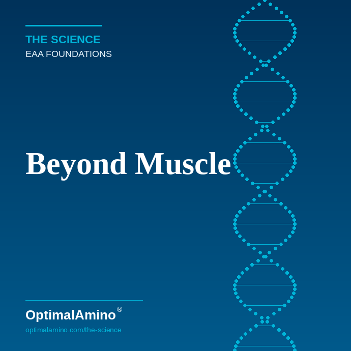 Beyond Muscle — The Non-Obvious Roles of Essential Amino Acids