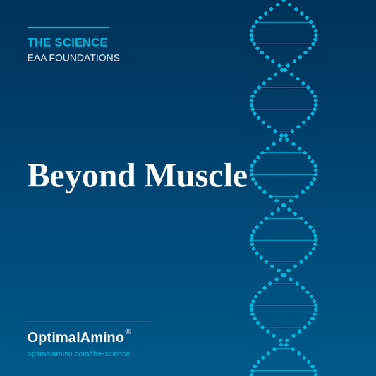 Beyond Muscle — The Non-Obvious Roles of Essential Amino Acids