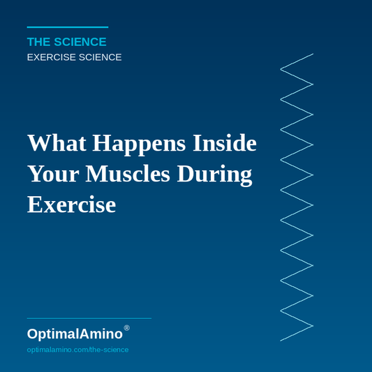 What Happens Inside Your Muscles During and After Exercise