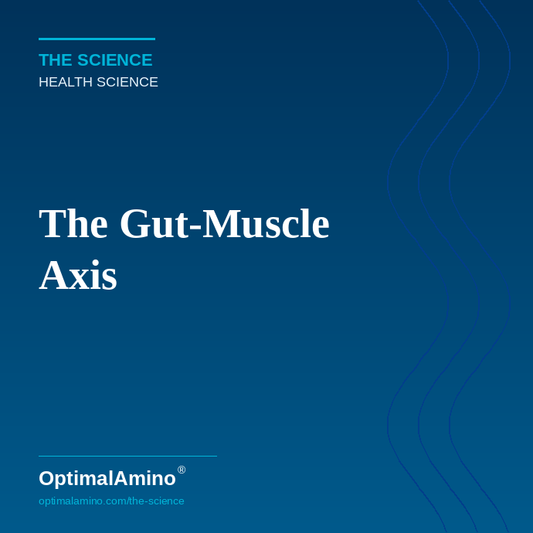 The Gut-Muscle Axis — How Digestion Shapes Your Protein Response