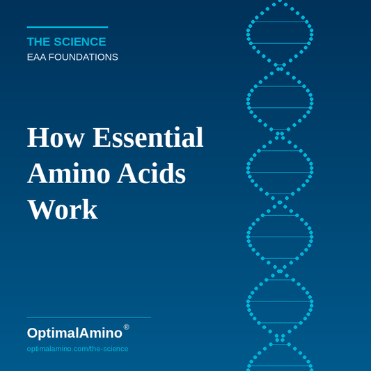 How Essential Amino Acids Work
